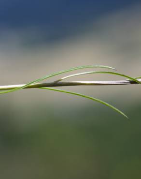 Fotografia 8 da espécie Phyteuma hemisphaericum no Jardim Botânico UTAD