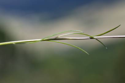 Fotografia da espécie Phyteuma hemisphaericum