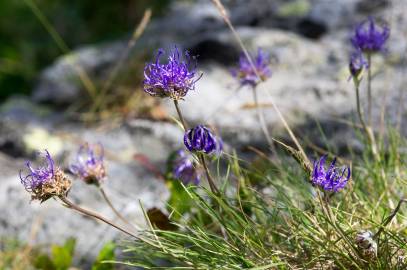 Fotografia da espécie Phyteuma hemisphaericum