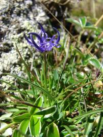 Fotografia da espécie Phyteuma hemisphaericum