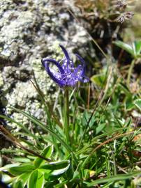 Fotografia da espécie Phyteuma hemisphaericum