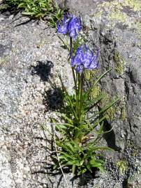 Fotografia da espécie Phyteuma hemisphaericum