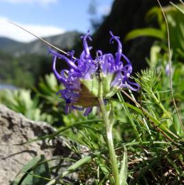 Fotografia da espécie Phyteuma hemisphaericum