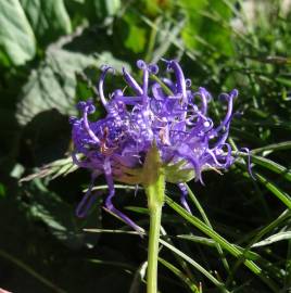 Fotografia da espécie Phyteuma hemisphaericum