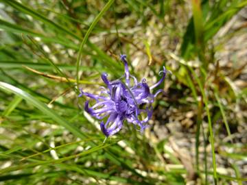 Fotografia da espécie Phyteuma hemisphaericum