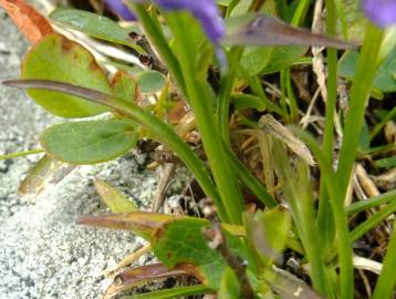 Fotografia da espécie Phyteuma hemisphaericum