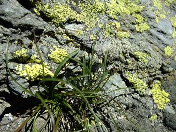 Fotografia da espécie Phyteuma hemisphaericum