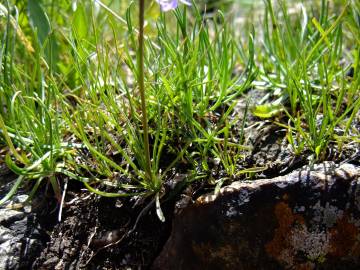 Fotografia da espécie Phyteuma hemisphaericum