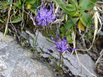 Fotografia da espécie Phyteuma hemisphaericum