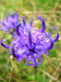 Fotografia da espécie Phyteuma hemisphaericum