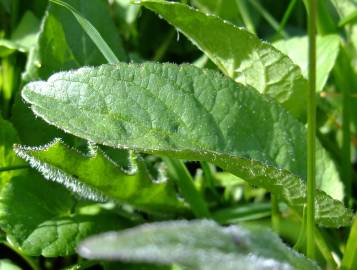 Fotografia da espécie Phyteuma hemisphaericum