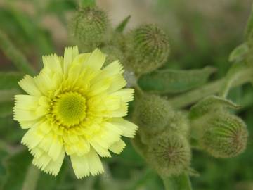 Fotografia da espécie Andryala integrifolia