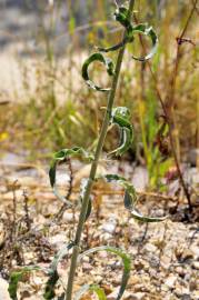 Fotografia da espécie Andryala integrifolia