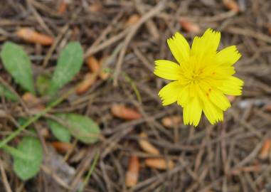 Fotografia da espécie Andryala integrifolia