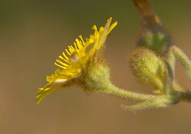 Fotografia da espécie Andryala integrifolia