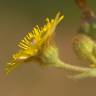 Fotografia 10 da espécie Andryala integrifolia do Jardim Botânico UTAD