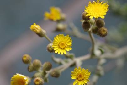 Fotografia da espécie Andryala integrifolia