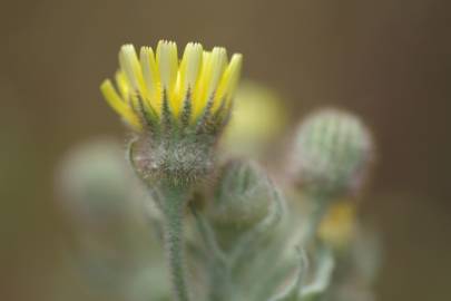 Fotografia da espécie Andryala integrifolia