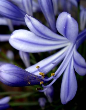 Fotografia 16 da espécie Agapanthus africanus no Jardim Botânico UTAD