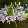 Fotografia 17 da espécie Agapanthus africanus do Jardim Botânico UTAD