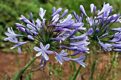 Fotografia da espécie Agapanthus africanus