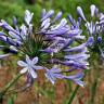 Fotografia 18 da espécie Agapanthus africanus do Jardim Botânico UTAD