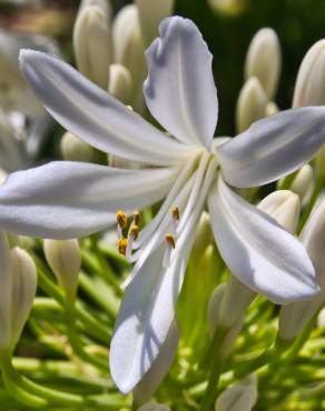 Fotografia 19 da espécie Agapanthus africanus no Jardim Botânico UTAD