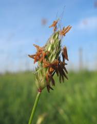 Alopecurus rendlei