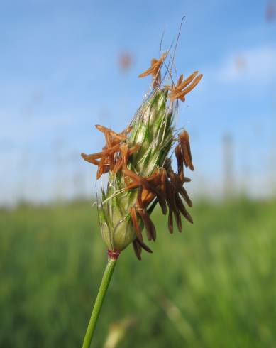 Fotografia de capa Alopecurus rendlei - do Jardim Botânico