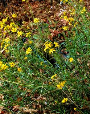Fotografia 14 da espécie Senecio inaequidens no Jardim Botânico UTAD