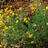 Fotografia 14 da espécie Senecio inaequidens do Jardim Botânico UTAD