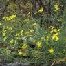 Fotografia 15 da espécie Senecio inaequidens do Jardim Botânico UTAD