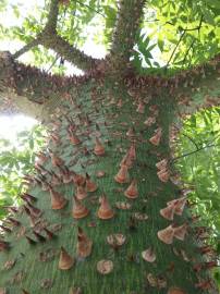 Fotografia da espécie Ceiba speciosa