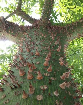 Fotografia 1 da espécie Ceiba speciosa no Jardim Botânico UTAD
