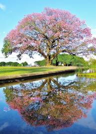 Fotografia da espécie Ceiba speciosa