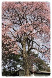 Fotografia da espécie Ceiba speciosa