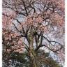 Fotografia 3 da espécie Ceiba speciosa do Jardim Botânico UTAD