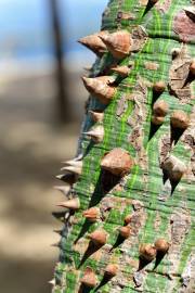 Fotografia da espécie Ceiba speciosa