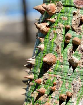 Fotografia 4 da espécie Ceiba speciosa no Jardim Botânico UTAD