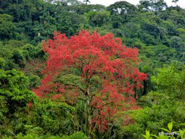 Fotografia da espécie Ceiba speciosa