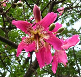 Fotografia da espécie Ceiba speciosa