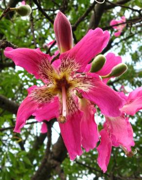 Fotografia 6 da espécie Ceiba speciosa no Jardim Botânico UTAD