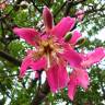 Fotografia 6 da espécie Ceiba speciosa do Jardim Botânico UTAD