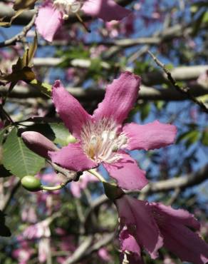 Fotografia 7 da espécie Ceiba speciosa no Jardim Botânico UTAD