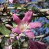 Fotografia 7 da espécie Ceiba speciosa do Jardim Botânico UTAD