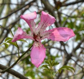 Fotografia da espécie Ceiba speciosa