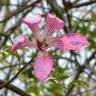 Fotografia 8 da espécie Ceiba speciosa do Jardim Botânico UTAD