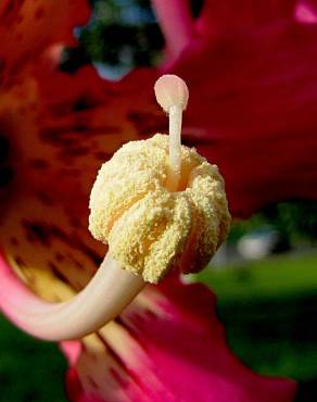 Fotografia 9 da espécie Ceiba speciosa no Jardim Botânico UTAD