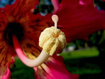 Fotografia da espécie Ceiba speciosa