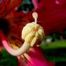 Fotografia 9 da espécie Ceiba speciosa do Jardim Botânico UTAD